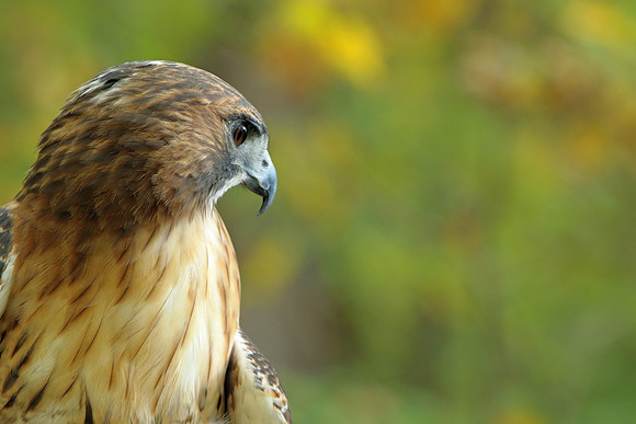 Red=Tailed Hawk