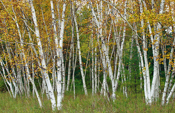 Birch Grove
