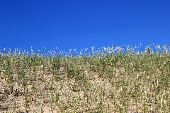 Dune Grass