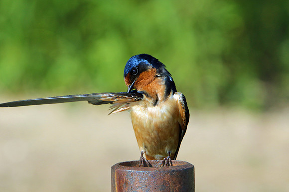 Barn Swallow