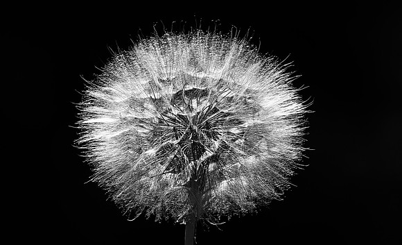 Isolated Dandelion