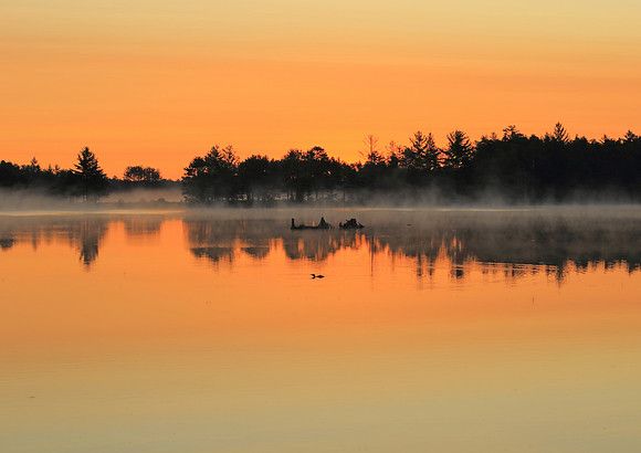 Morning on the pond