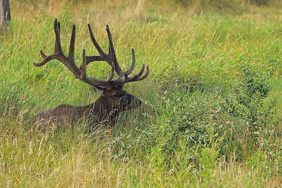 North American Elk