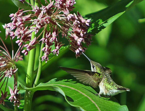 Hummingbird at a flower