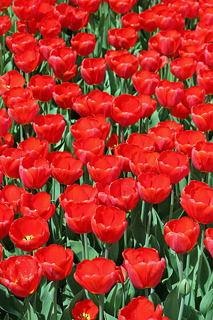 Red Tulips
