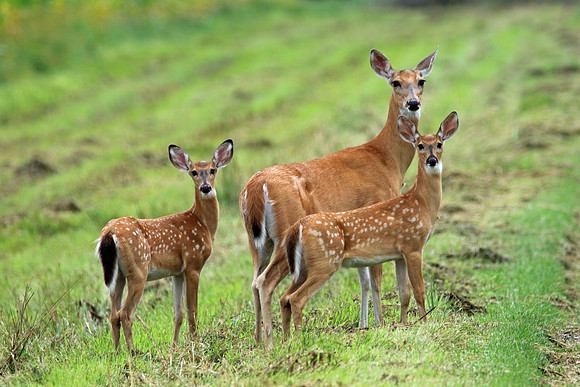 Doe with Fawns