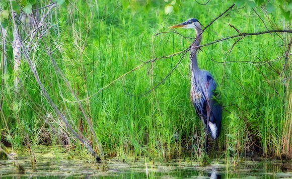 The Great Blue