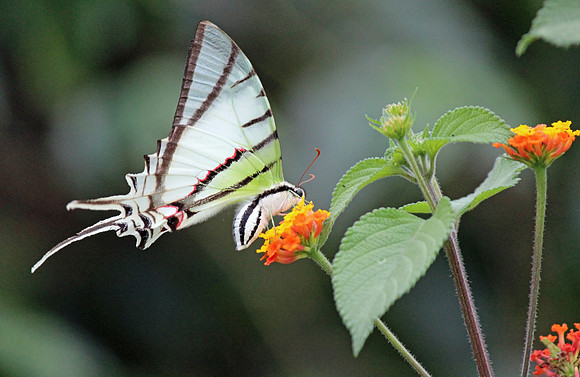 Butterfy resting on a flower