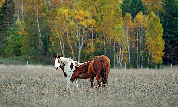 Painted beauty