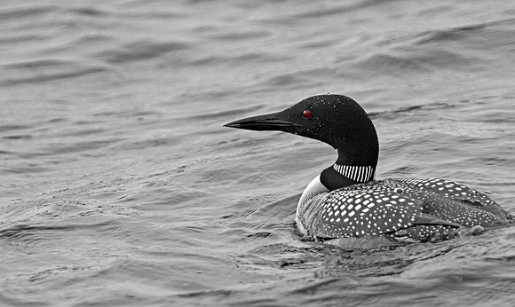 Loon