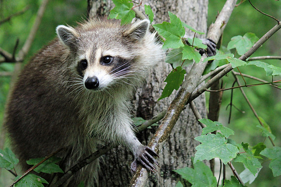 Racoon in the bayou