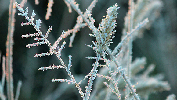 Sunrise frost
