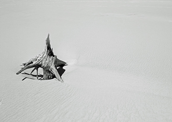 Driftwood in the sand