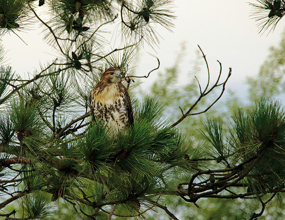 Red Tailed Hawk