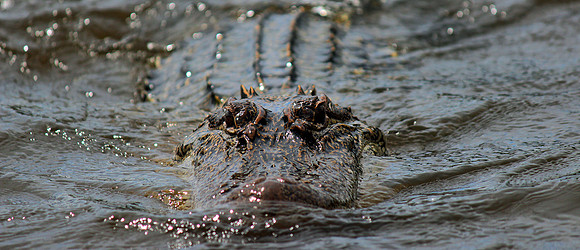 American Alligator