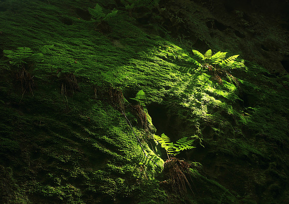 Ferns on a cliff