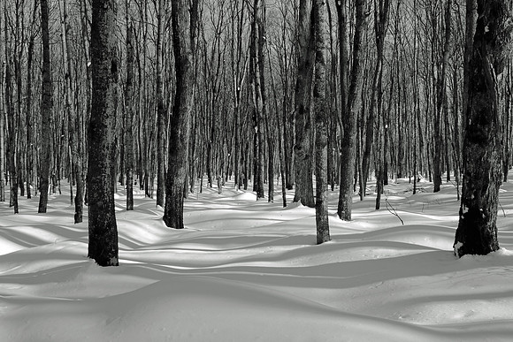 Winters Woods