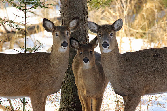 Family Portrait
