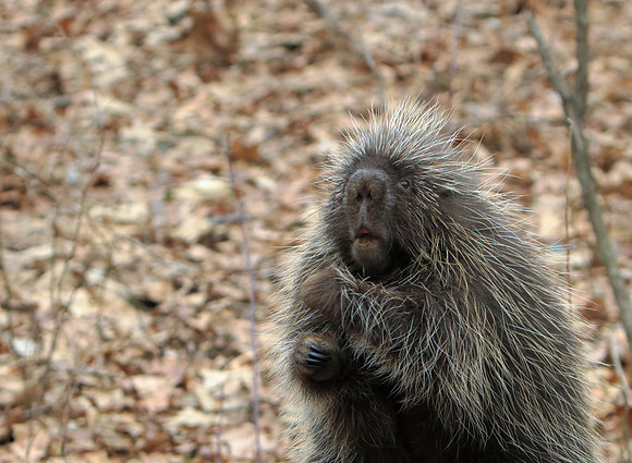Porcupine