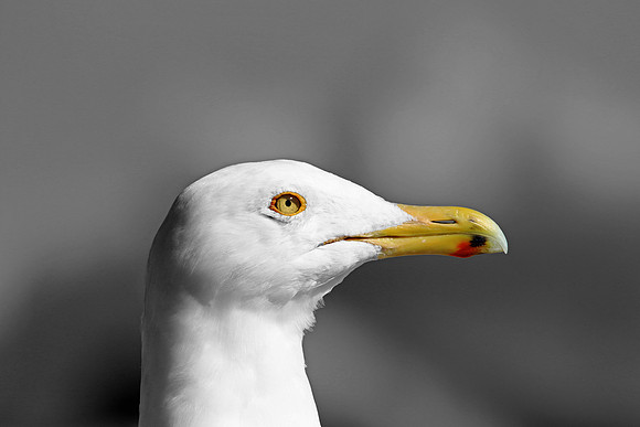 J.L. seagull