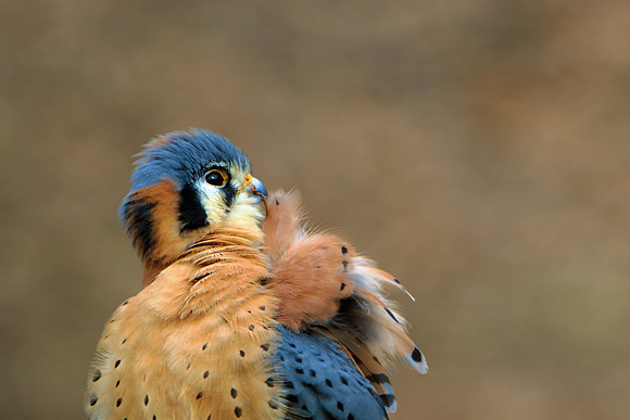 Preening