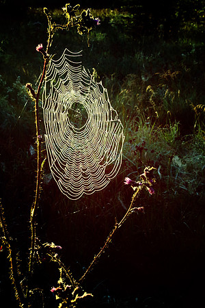 Morning dew