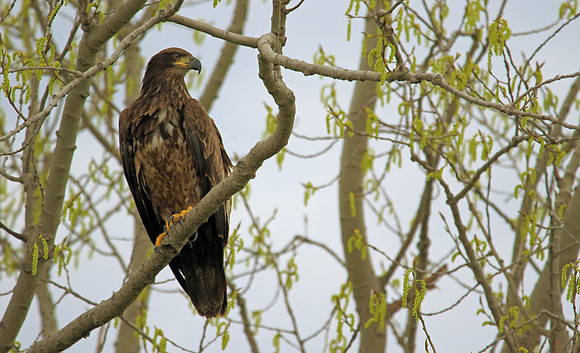 Adolecent Bald Eagle