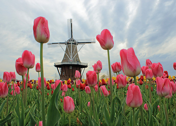 Tulip Time
