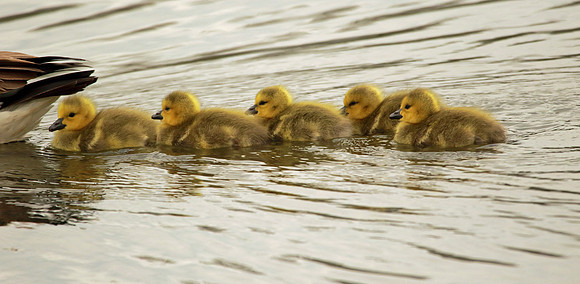 Follow the leader