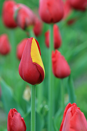 Spring bloom