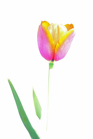 Abstract tulip
