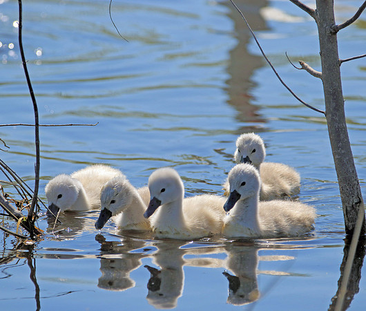 Swan reflections