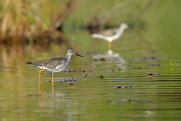 Michigan shore birds