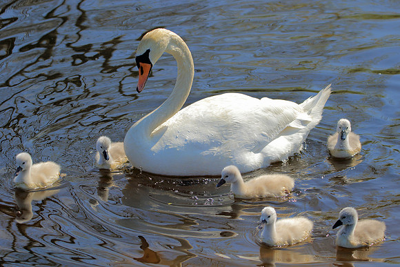 Swan daycare
