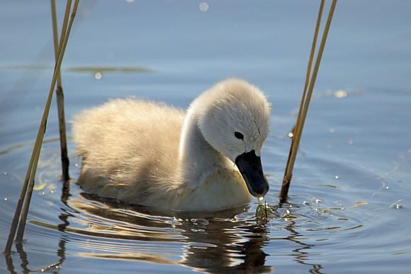 A baby Swan