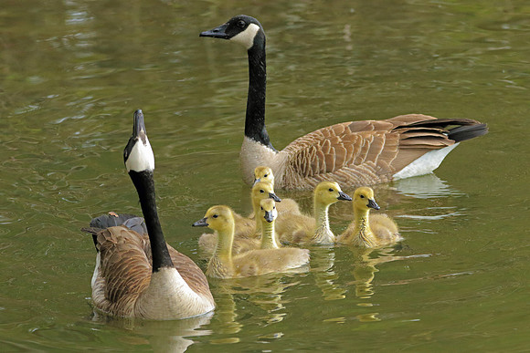 Mother Goose