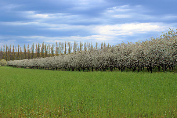 Orchard landscape