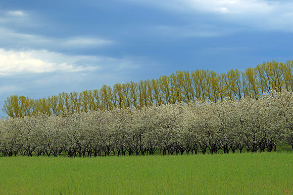 Apple Blossoms