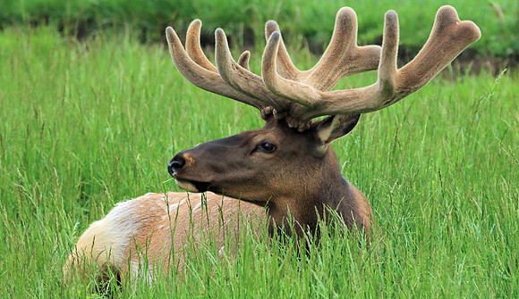 American Elk