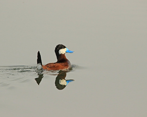 Ruddy Duck