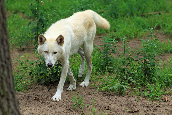 Wolf Dog
