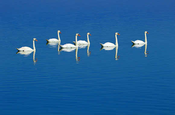 Six Swans a swimming