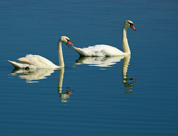 Two Swans
