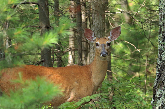 Doe