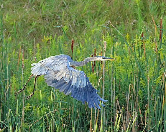 Great Blue Heron