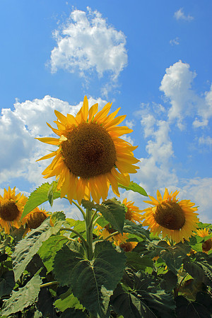 Blue sky sunflowers