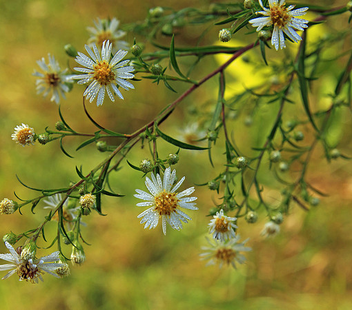 Morning Dew