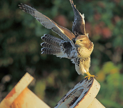 Hawk take off