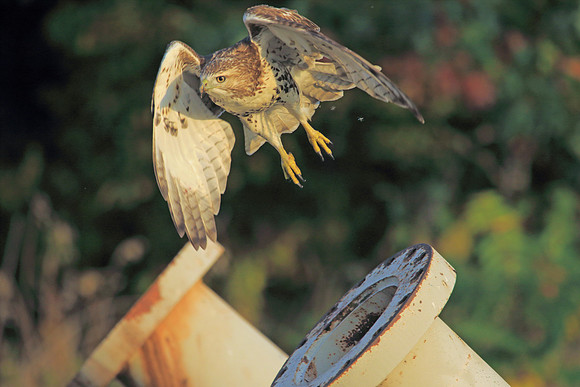 Hawk in flight