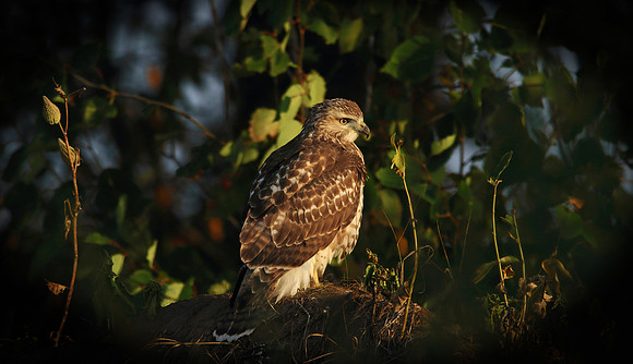 Red Tailed Hawk on the ground